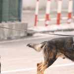 cinofilo cani