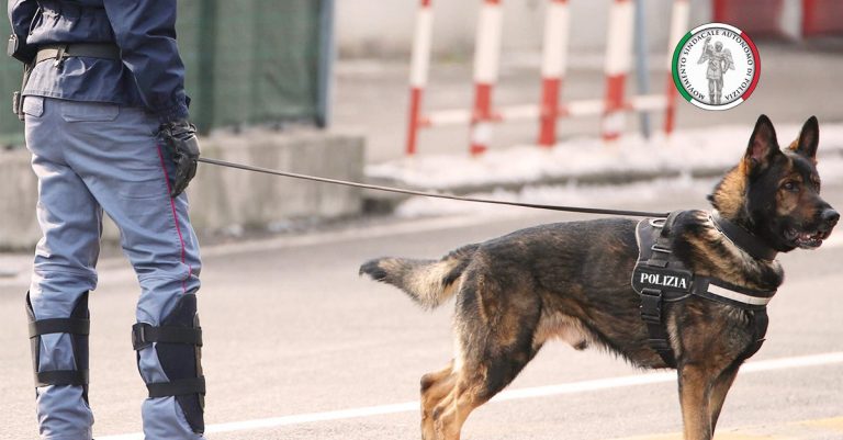 cinofilo cani